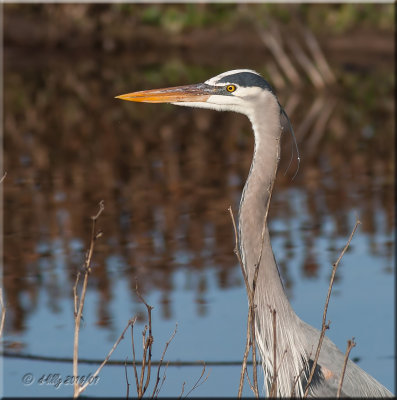 Great Blue Heron.jpg