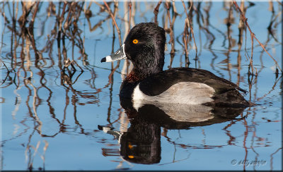 Ring-necked Duck.jpg
