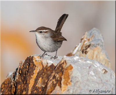 Bewicks Wren