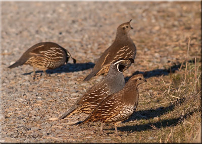 California Quail