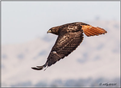 Red-tailed Hawk.jpg