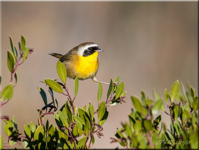 Common Yellowthroat