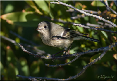 Ruby-crowned Kinglet