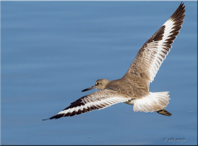 Willet in flight.jpg