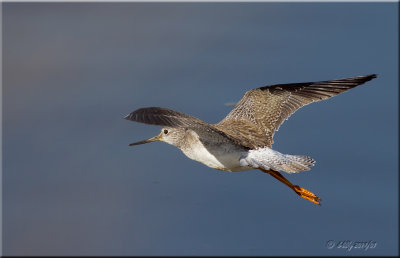 Greater Yellowlegs.jpg