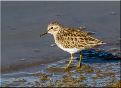 Least Sandpiper