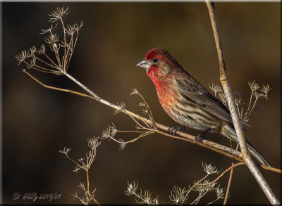 House Finch, red