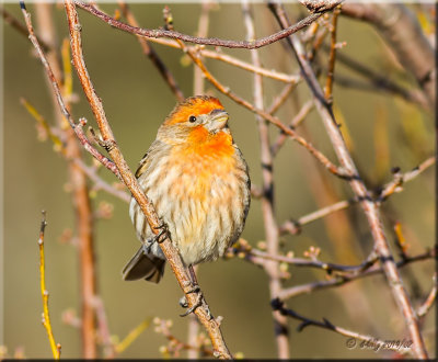 House Finch, yellow