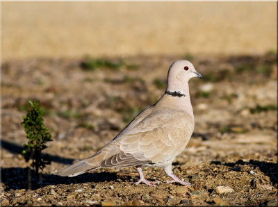 Eurasian-colored Dove