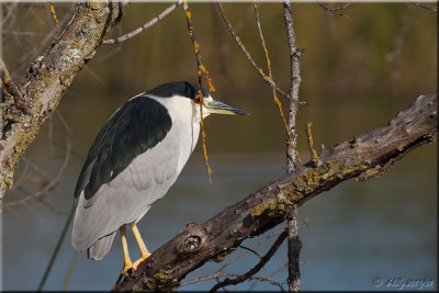 Black-crownedNight-Heron 