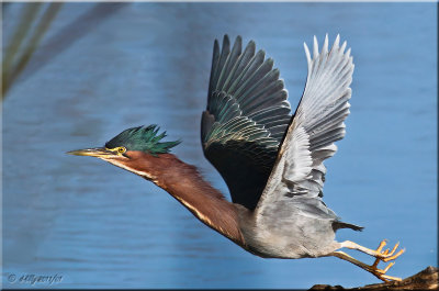 GreenHeron flight