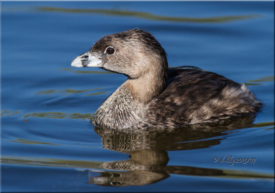 Pied-billed Grebe