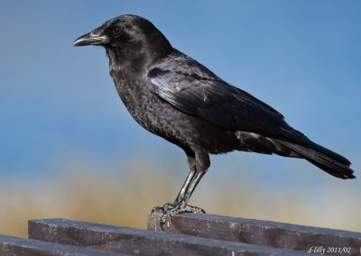 American Crow