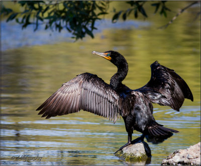 Double-crested Cormorant, drying