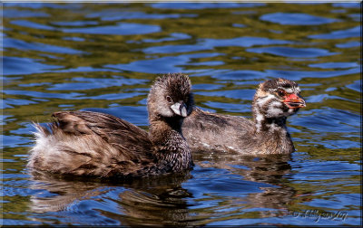 Pied-billed Grebe & fledgling