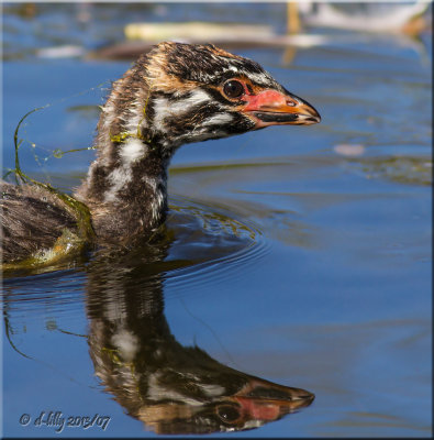 Pied-billed Grebe chick