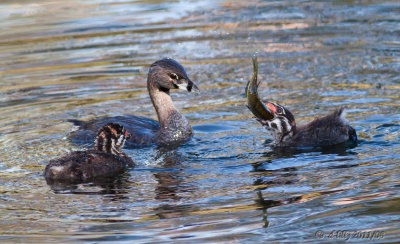 Pied-billed Grebe's