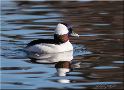 Bufflehead, male