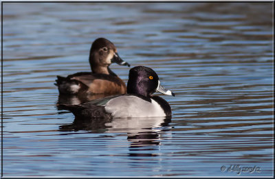 Ring-necked Ducks, pair