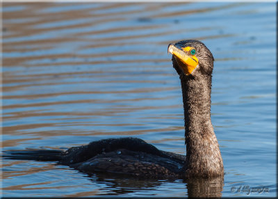 Double-crested Cormorant