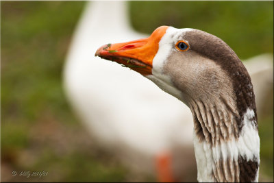 Swan Goose