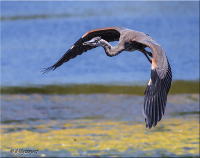 Great-blue Heron