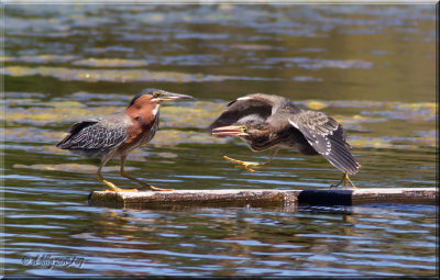 Green Heron with fledgling