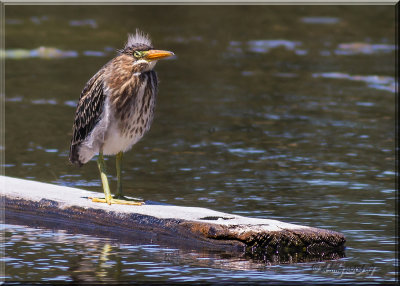 Green Heron fledgling