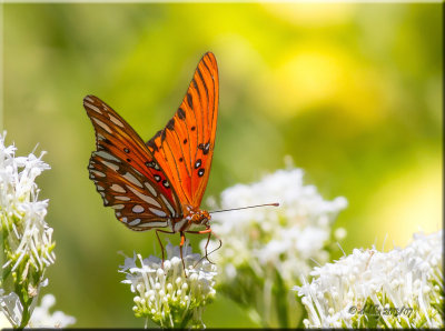 Gulf Fritillary