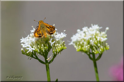 Skipper