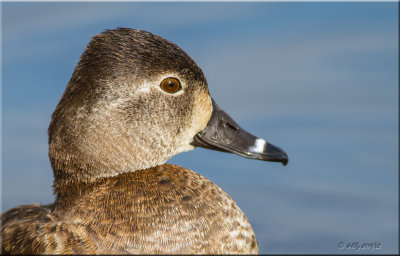 Ring-necked Duck, female