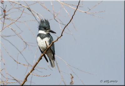 Belted Kingfisher, male