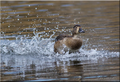 Ring-necked Duck, female