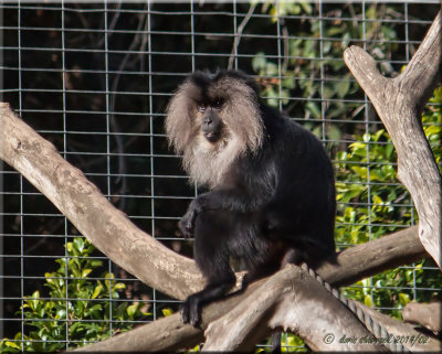 Crested Black Macaque.jpg