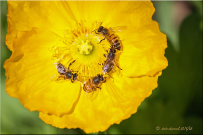 ring around the iceland poppies.jpg