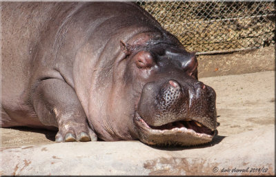 sleeping hippo.jpg
