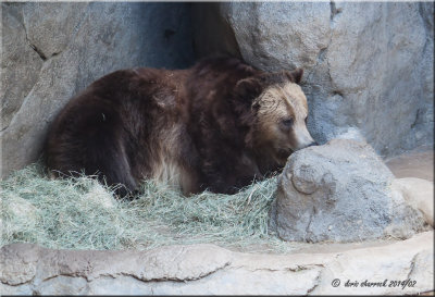 lazy grizzly bear.jpg
