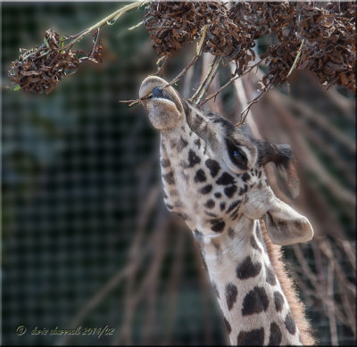 teenager giraffe.jpg