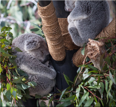 sleeping koala bears.jpg