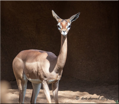 Long necked giraffe Antelope.jpg