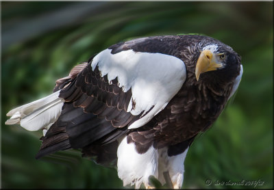 Steller's Sea Eagle.jpg