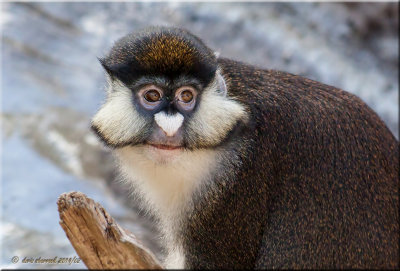 Schmidt's Red tailed monkey portrait.jpg