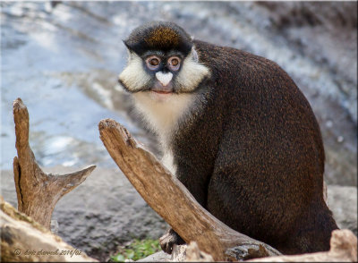 Schmidt's Red tailed Monkey.jpg