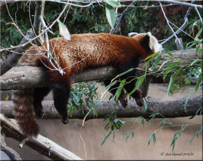 sleeping Red Panda.jpg