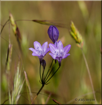 Wild flower-original.jpg