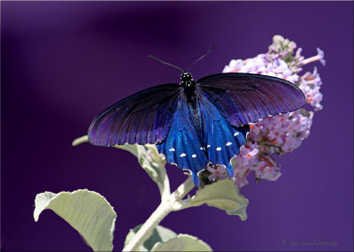 PipevineSwallowtail background color change.jpg