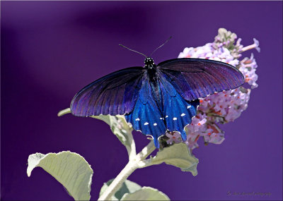 PipevineSwallowtail dry brush lighter.jpg