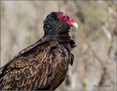 Turkey Vulture