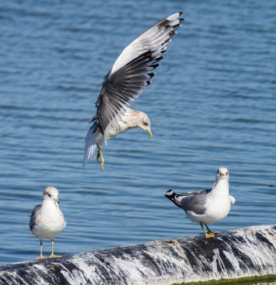 Mew Gulls