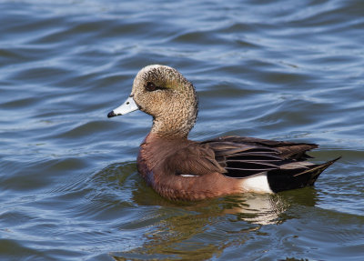 American Wigeon